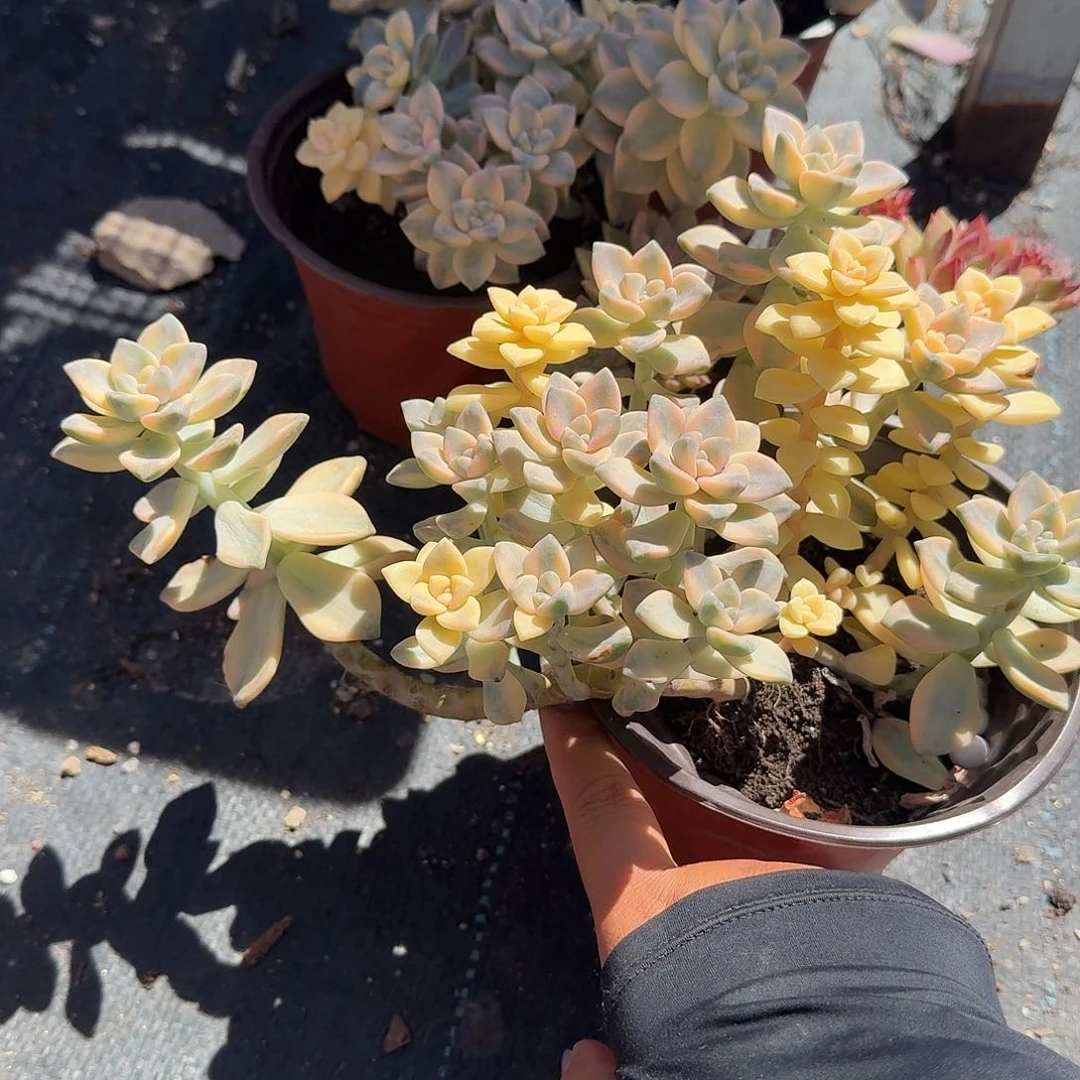 悬崖桩美杏锦多肉植物