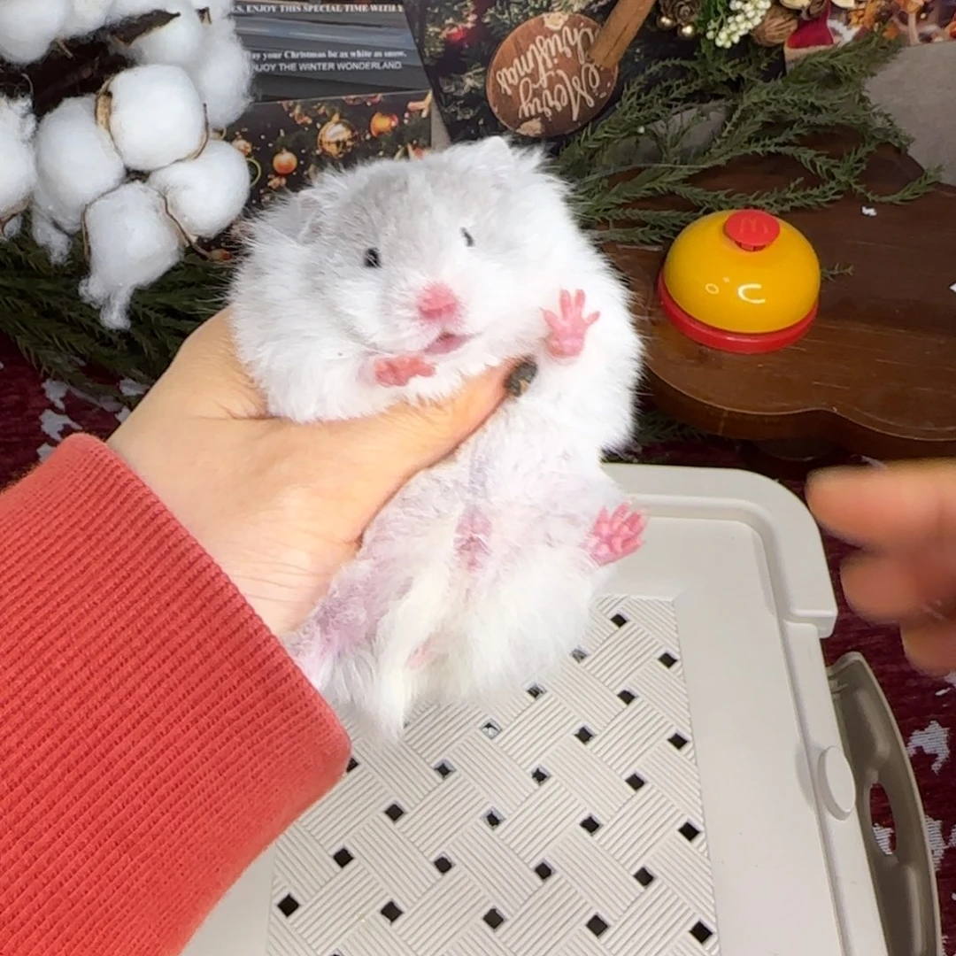 蓝波妹妹11.08生日