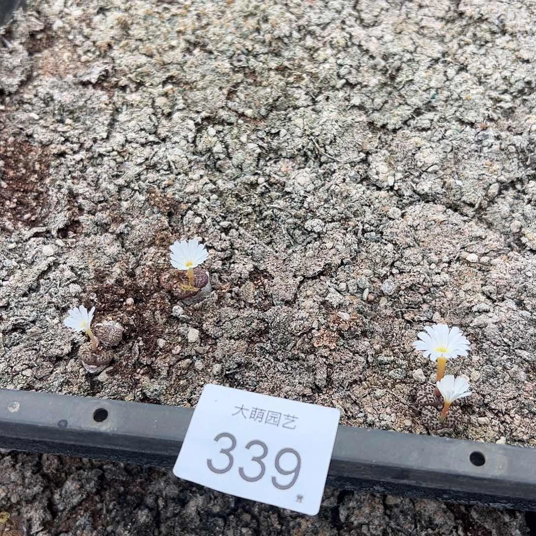 清框脱土发无售后默认有疤。 339