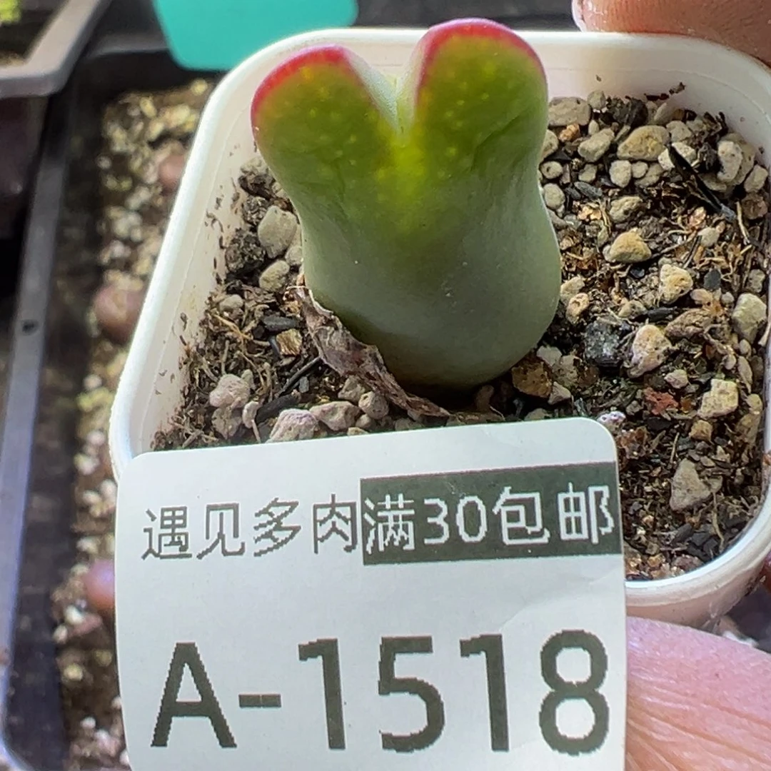 多肉植物111111111111111