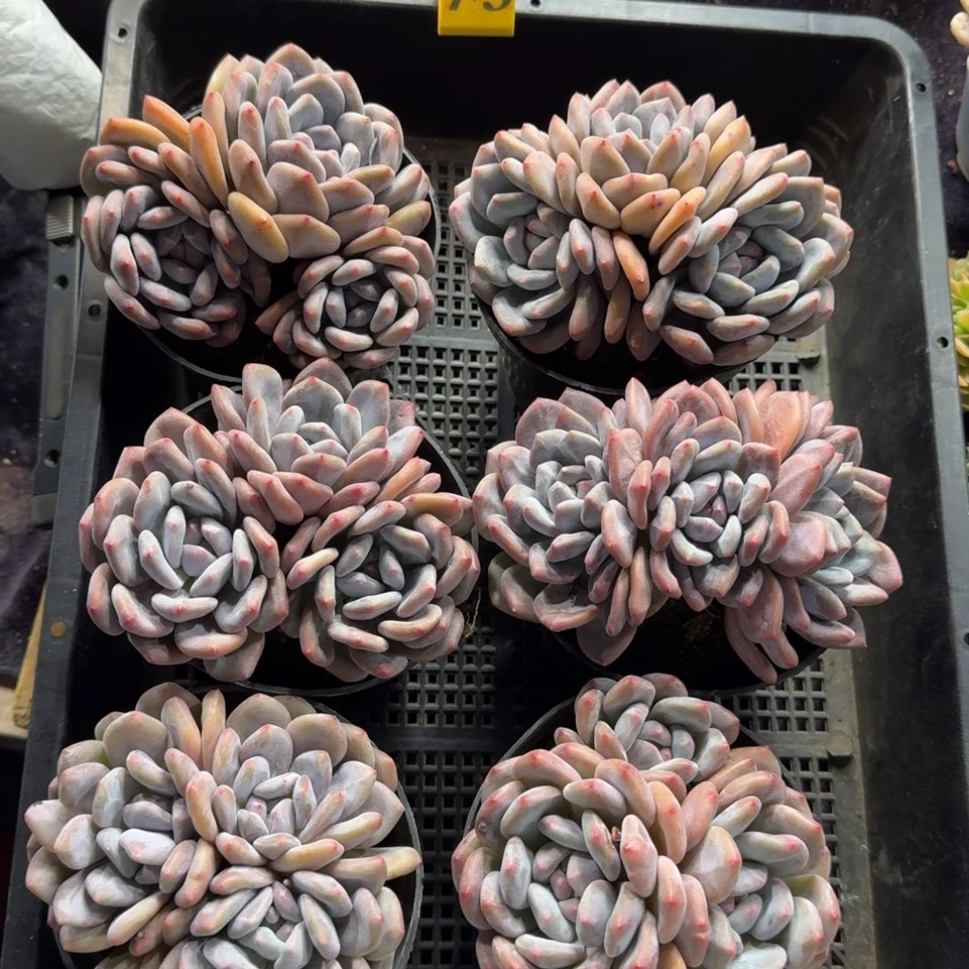 香橙6颗带盆发75号