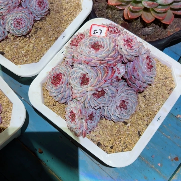 朵*精品多肉植物老桩