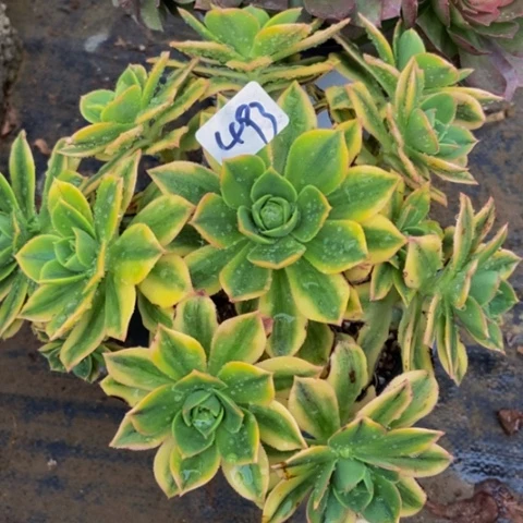 星爆多肉植物一物一拍493多肉不包断