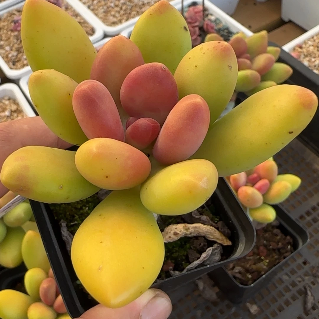 村***猫芒果奶点点滴滴激动激动