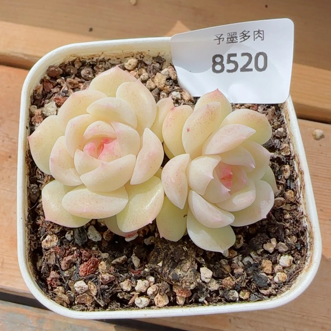 孤品珍妮，8520多肉植物
