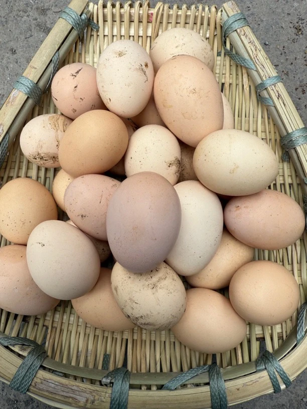 【小旺精选】贵州农家散养鸡土鸡蛋粉壳