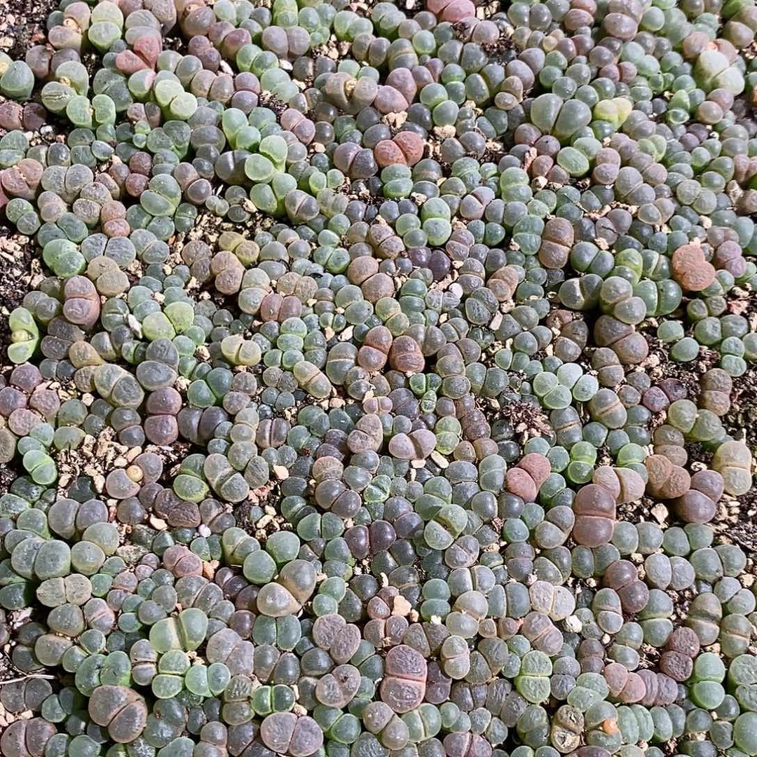 27328。  一筐编号混风铃。