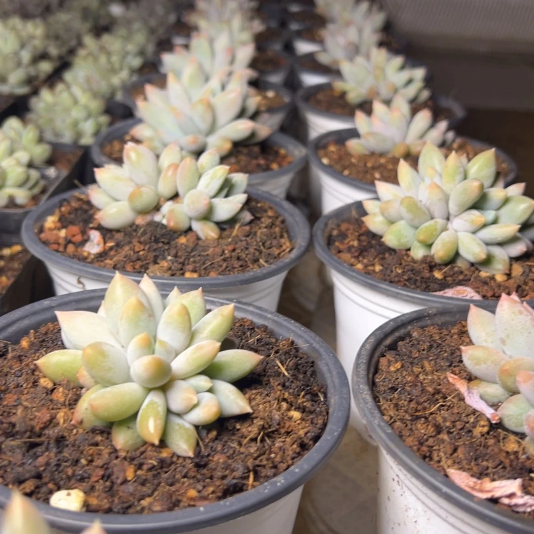 【闪购商品】哥特多肉19.8