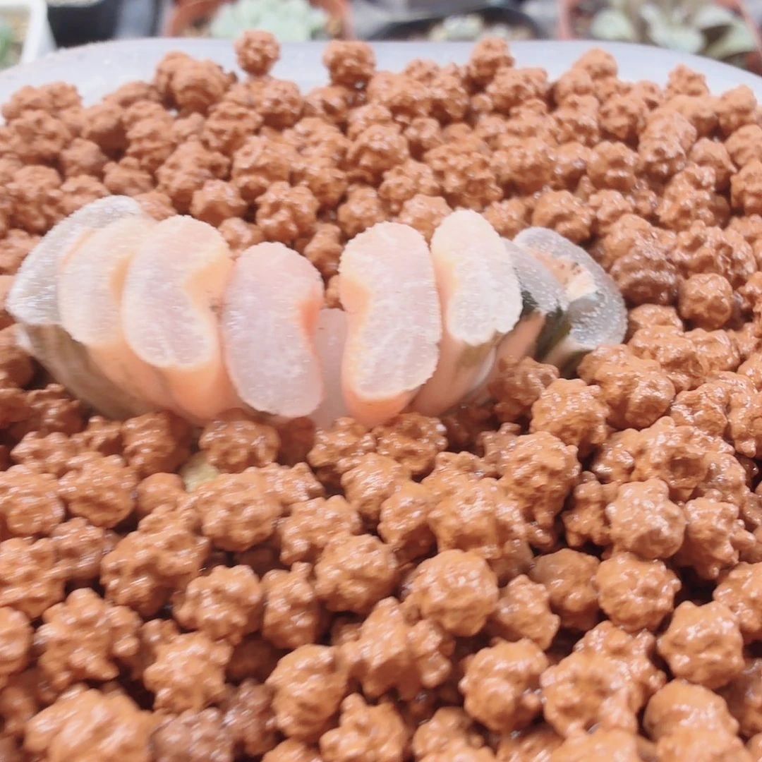 十二卷福利实生玉扇锦糊班