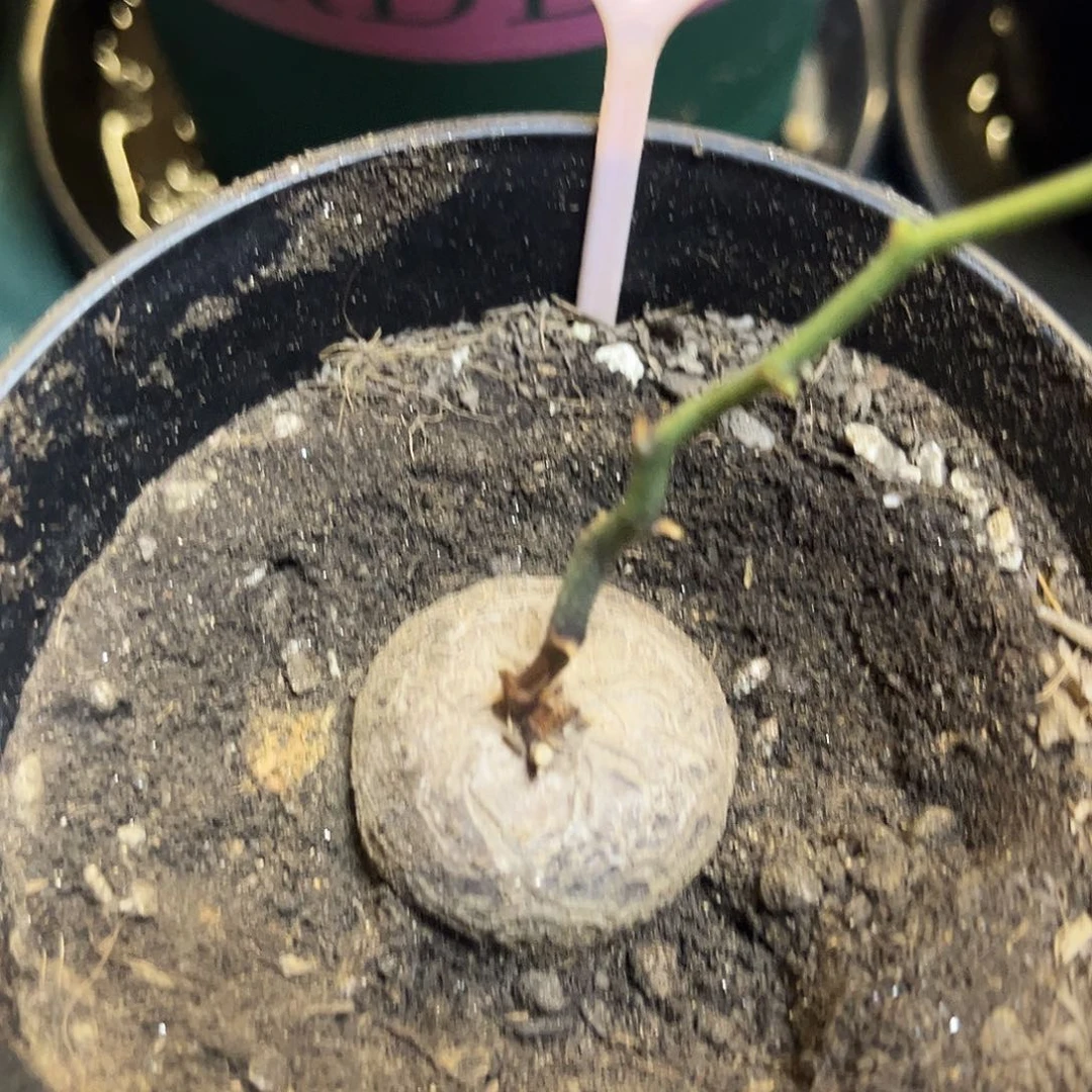 609龟甲龙758657888