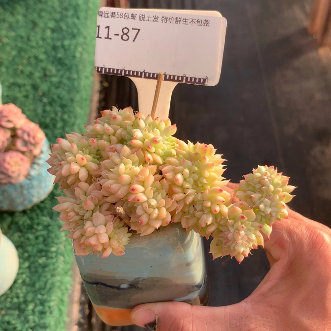 麦秆飘枝造型缀化