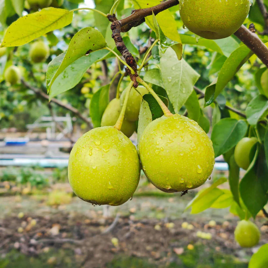 洱海冰脆梨（中果）  约5斤装