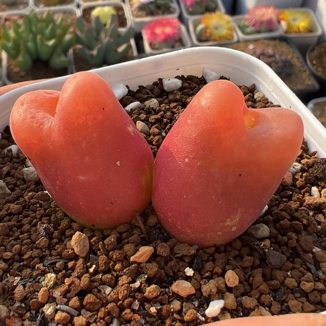 水蜜桃龙猫体型多肉