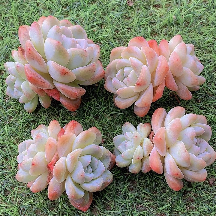 一物一拍，福利冰玉4颗