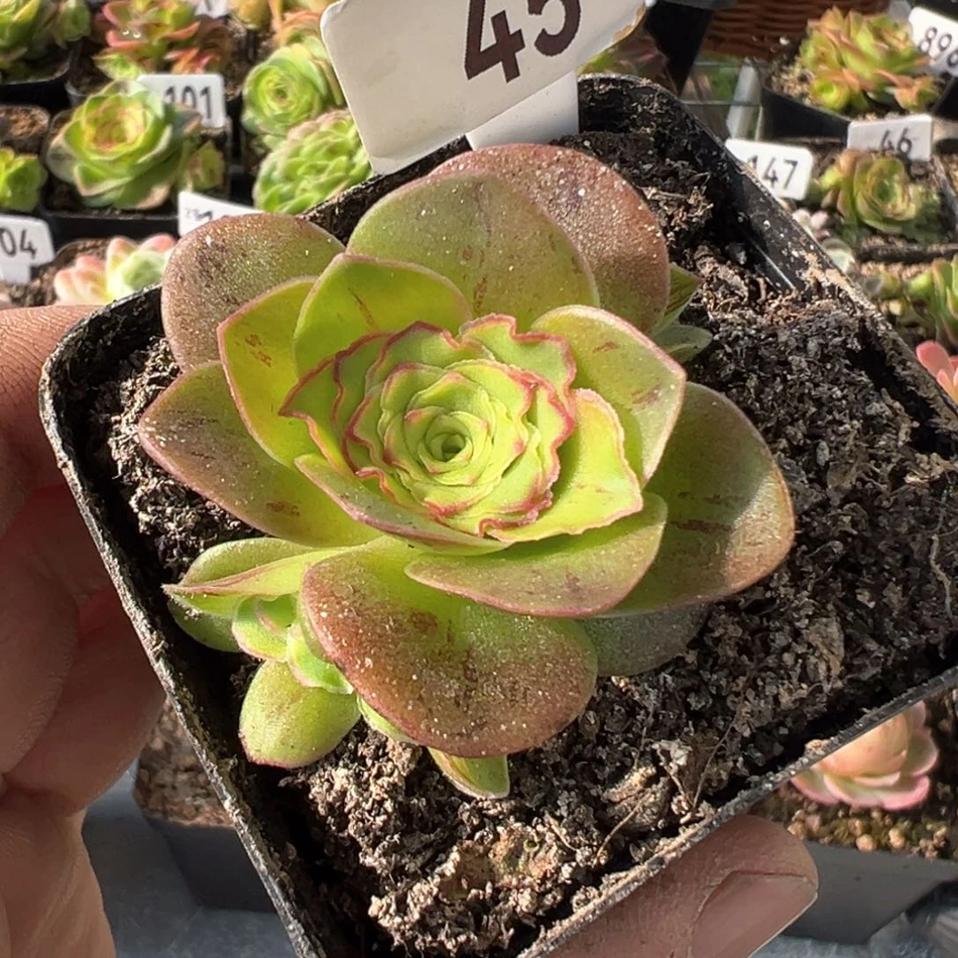 红叶45山地玫瑰多肉