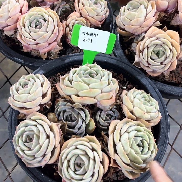 3.71璨露带盆一个