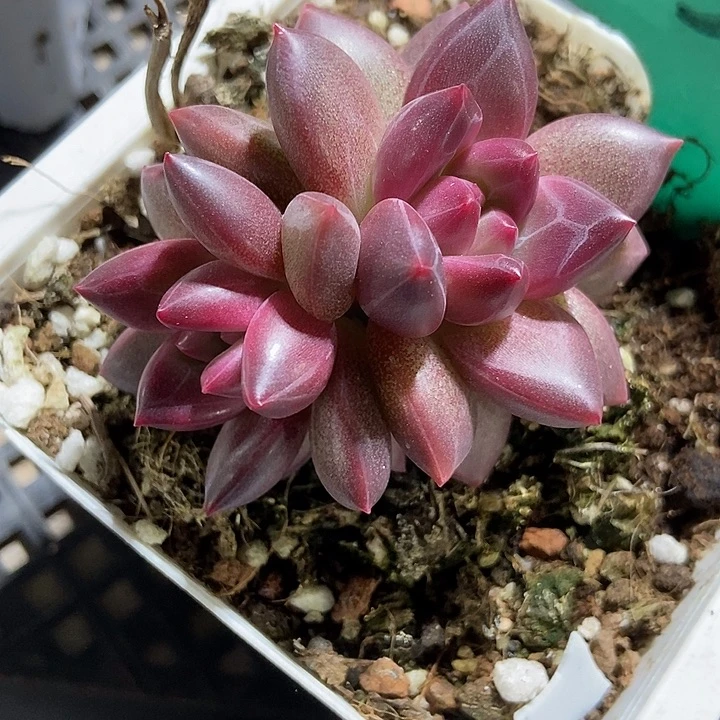 多肉植物迷雾泡泡1599