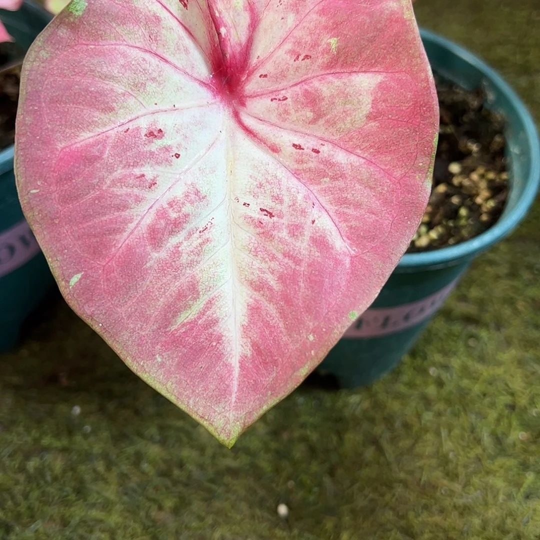 无花朵粉仙女泰彩养定22