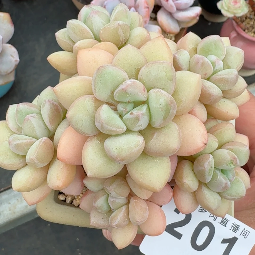 手捧花泡泡糖          摇身一变高富帅，一夜暴富动作快