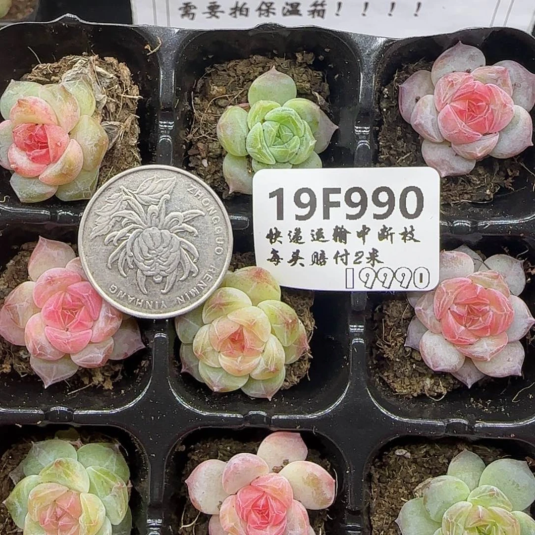 990九棵糖心珍妮鼻屎苗