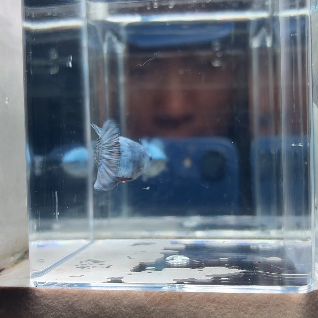 斗鱼泰国斗鱼直播75