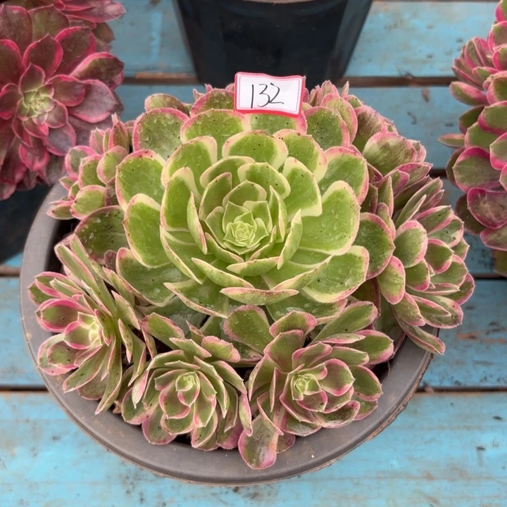 132孔雀翎不包化水小损