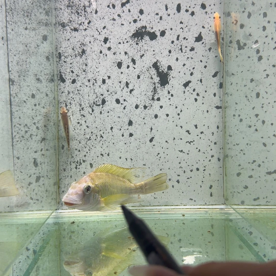 三***魔慈鲷1538号保利顿龙王