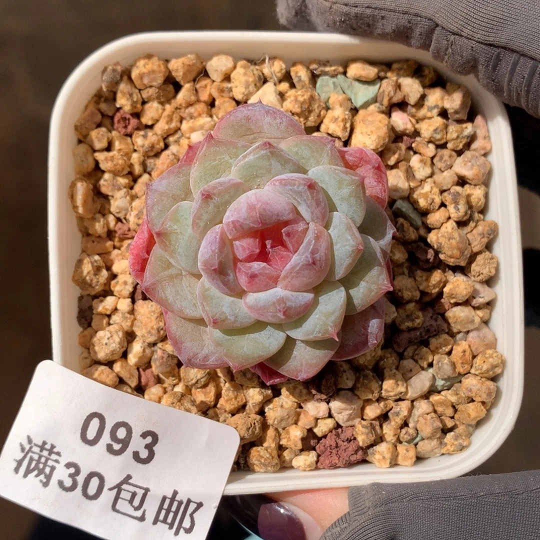 93。钻石糖。糖心多肉。