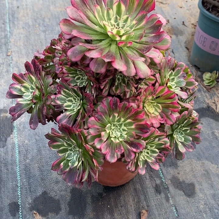 天河60多肉植物法师法师