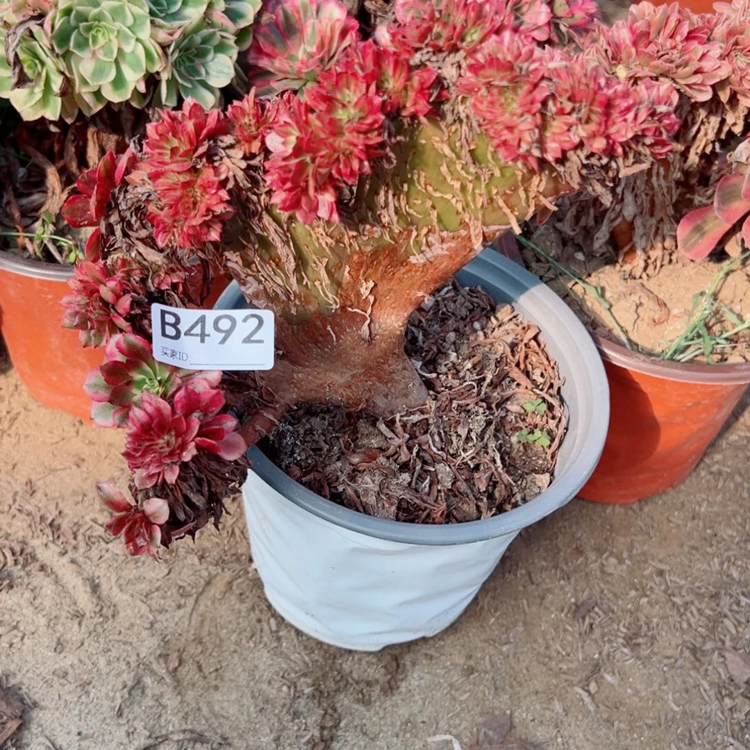 492美姬缀化多肉植物法师