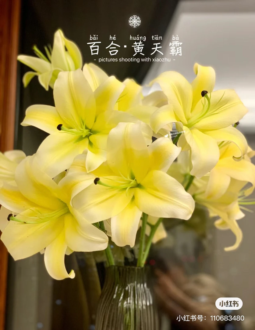 黄天霸花香浓郁花期久