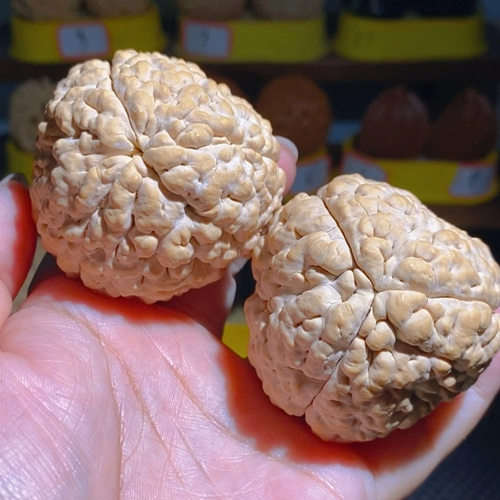 野生三瓣脑纹大金刚5255