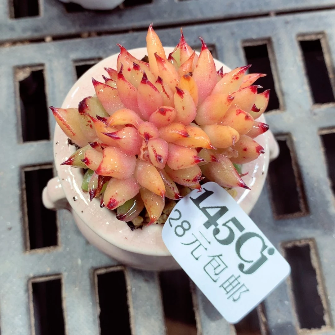 5厘米盆精控多肉145