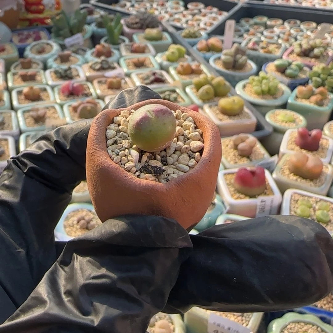 4266--一物一拍 带盆