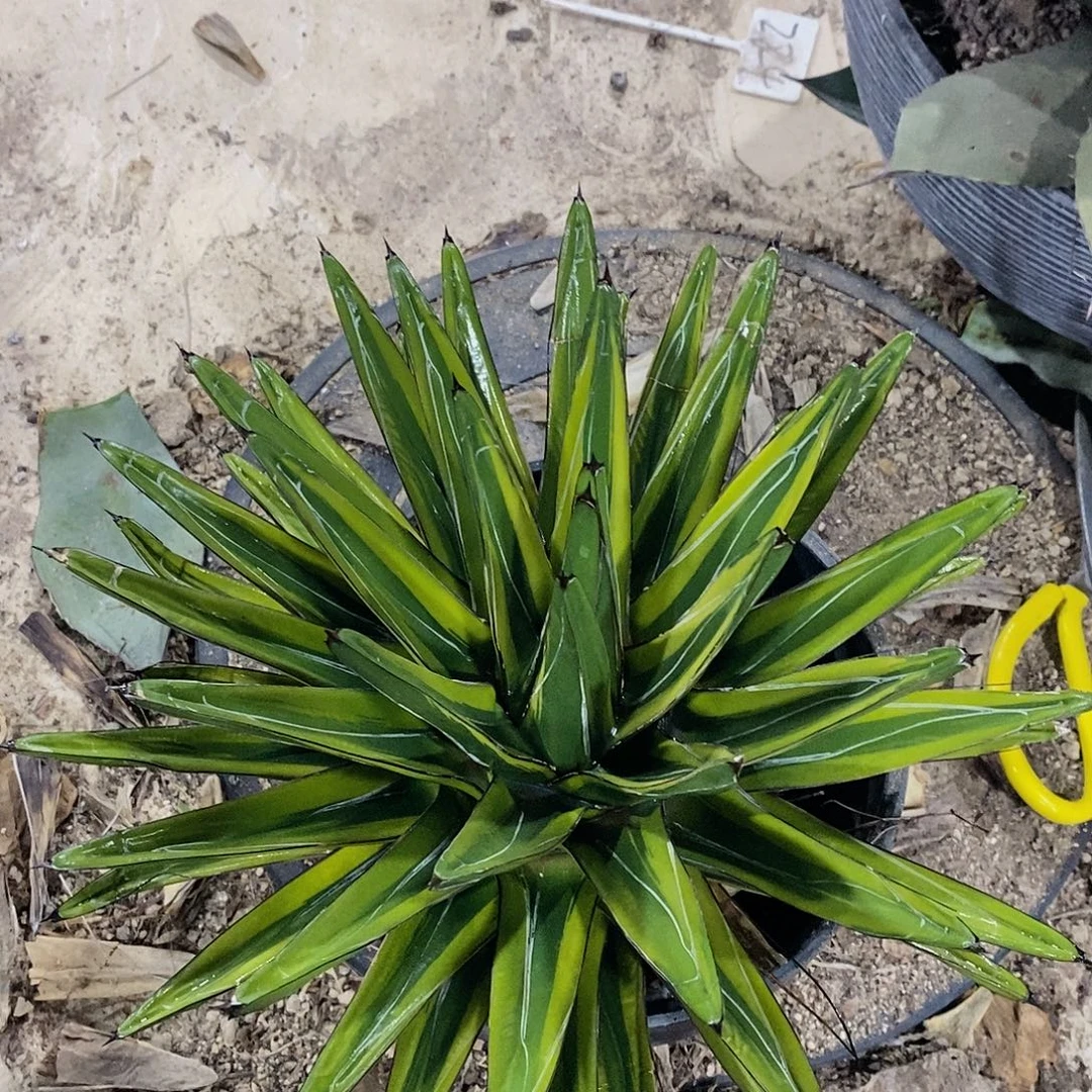 金山一号111111。