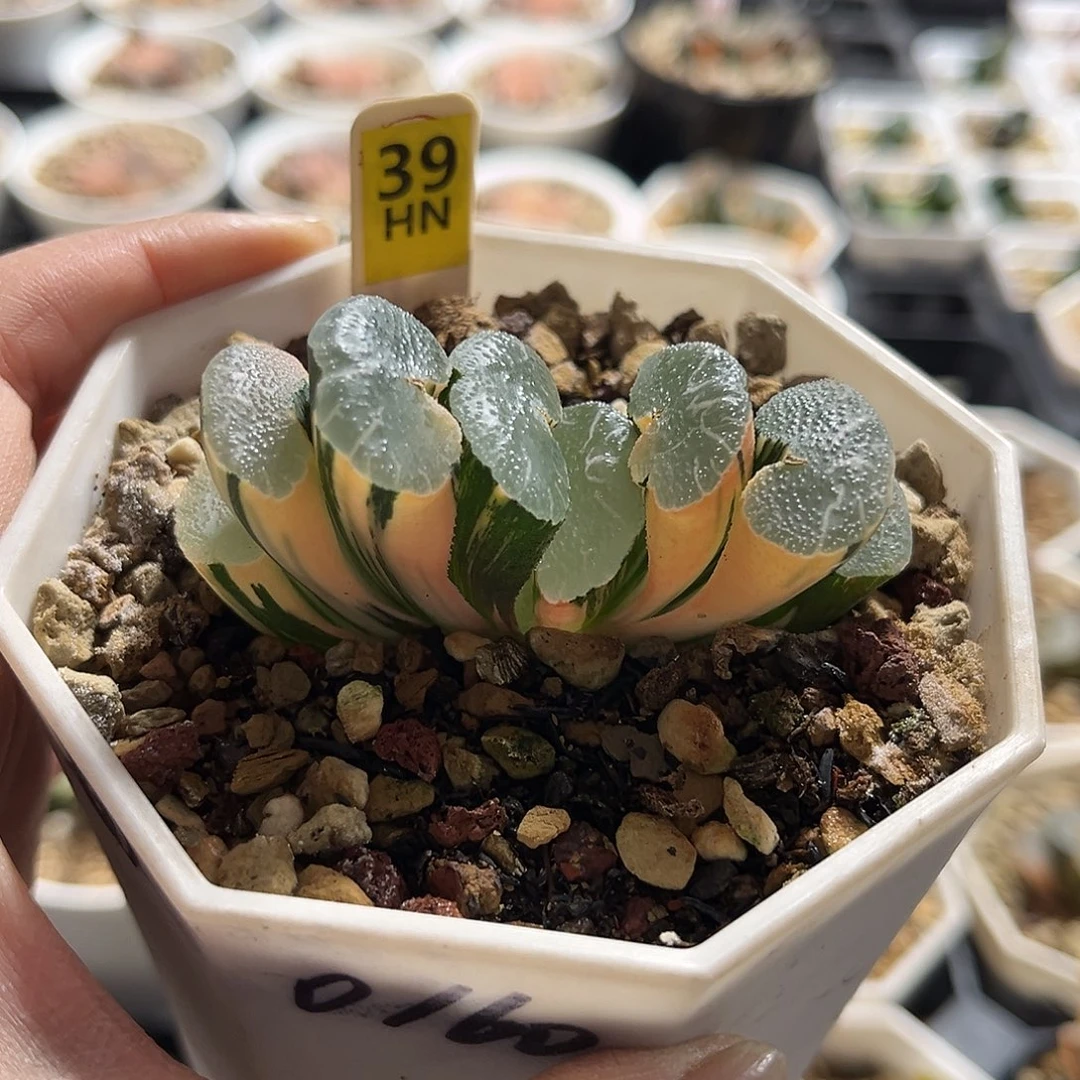 39大绳玉扇锦福利福利