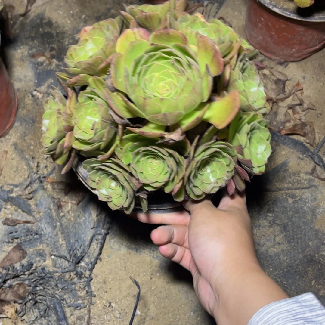 2942万法师多肉断枝不包