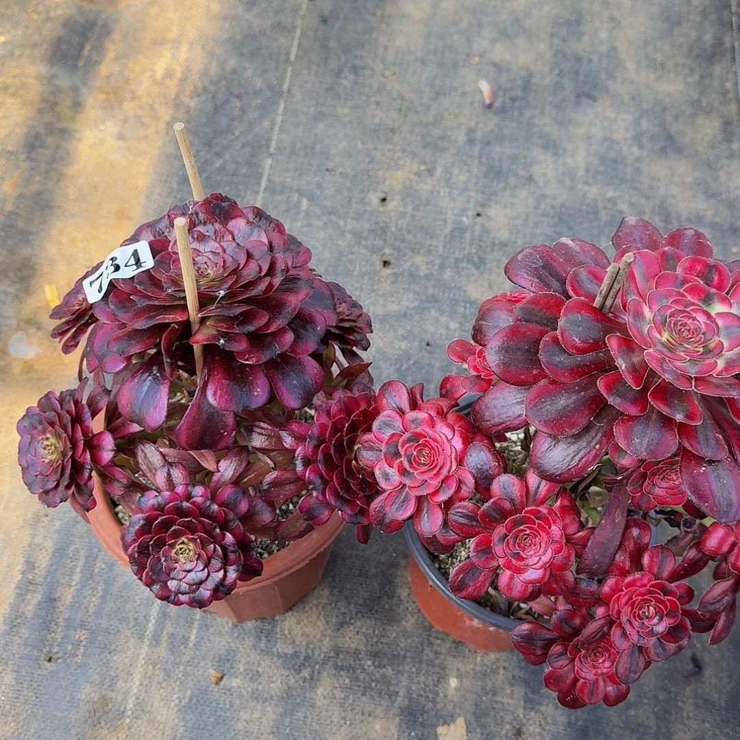 余****人734两颗组合款福利价半木桩