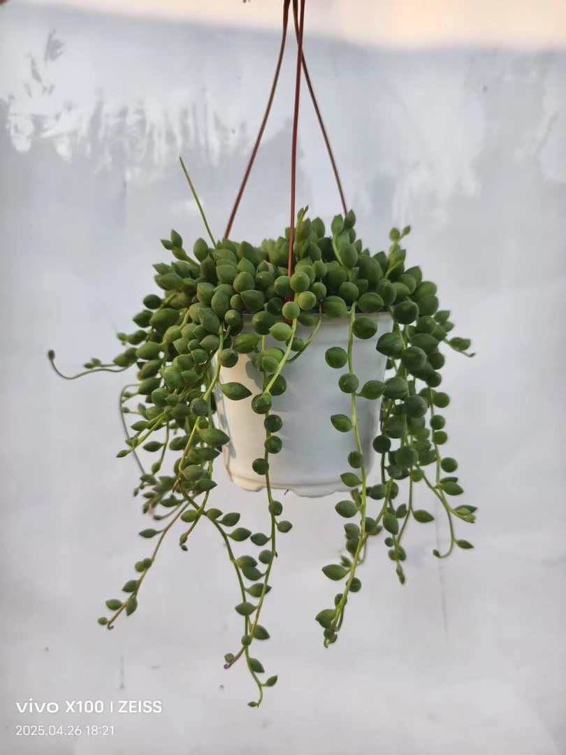 佛珠吊兰垂吊植物盆栽室内绿植客厅绿植盆栽