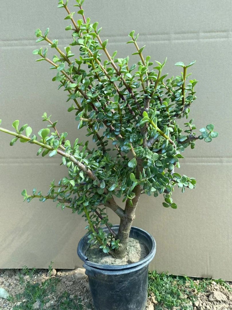 老桩金枝玉叶多肉盆栽植物室内室外花卉四季常青