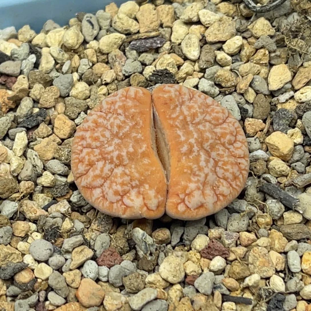 4055凹凸山脉拿铁一颗。