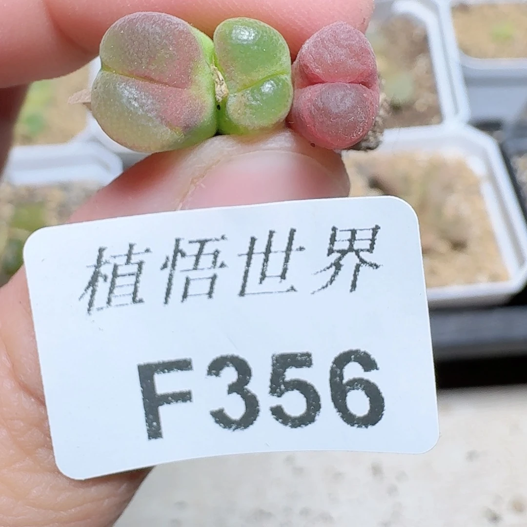 356盒多肉植物哇f f