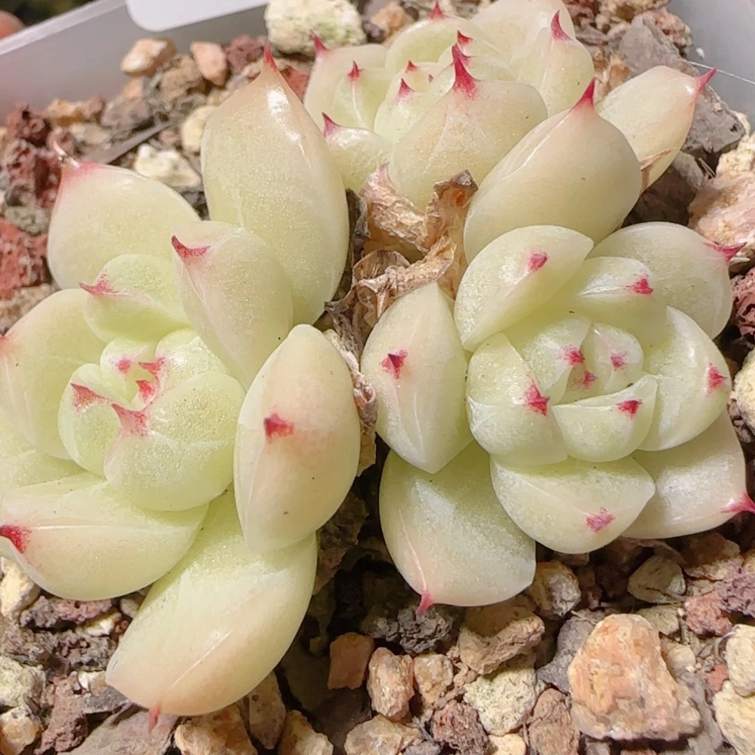 花语逸镜1101-272散