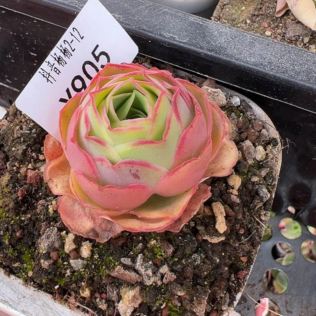 向**花杨905  不知名优育宽边