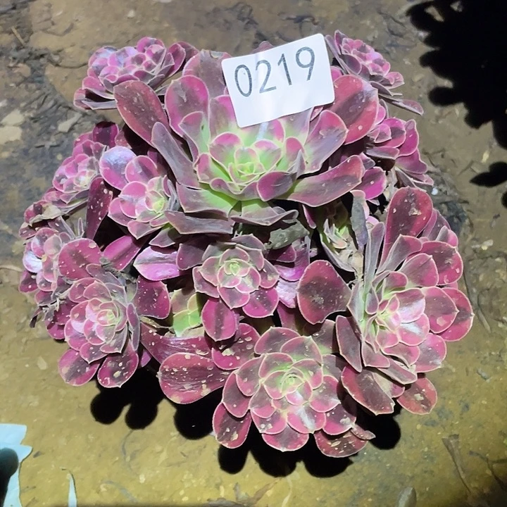 多肉植物法师219美杜莎