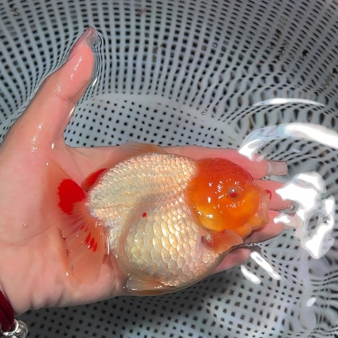 金鱼亚成红白短尾将军狮子