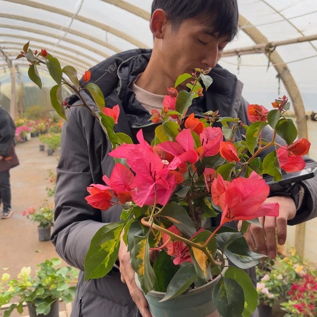 微***笑完全开放（红骑士）三角梅会落花落叶会光杆苗有大有小