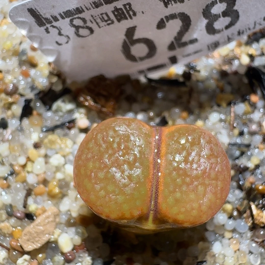 zzz好货也福利628