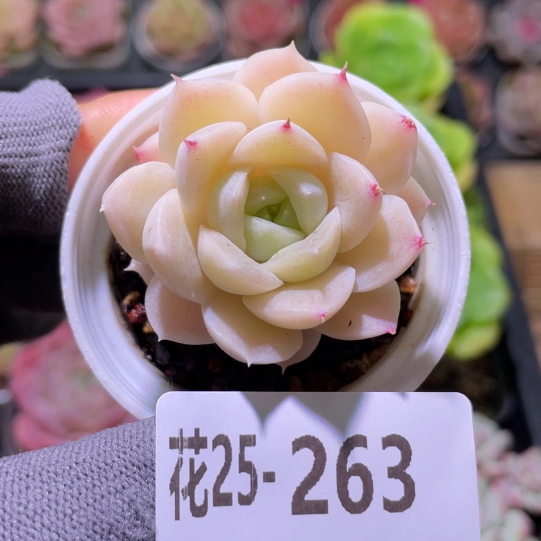 花利美25-263白冰雪