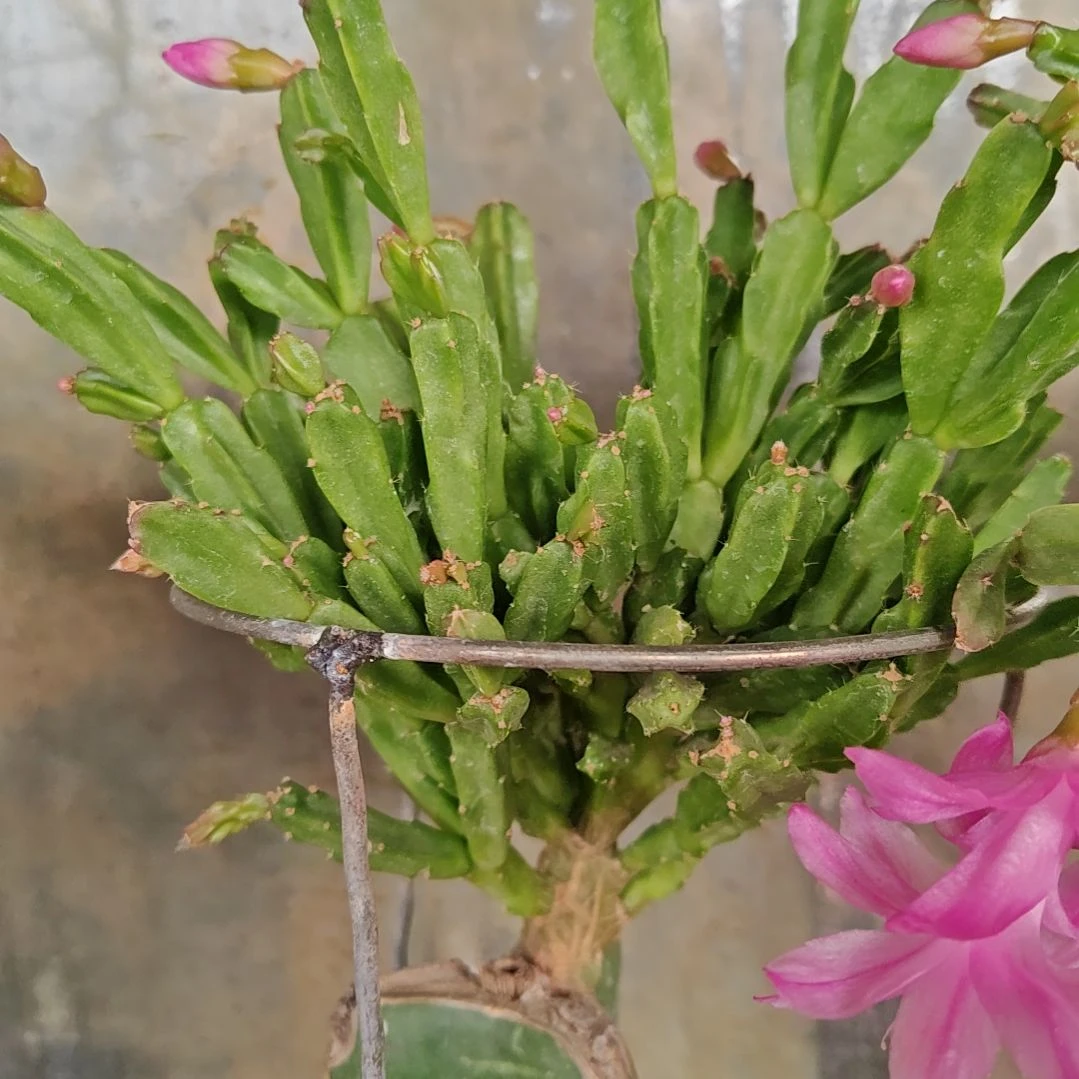 异类脱土脱盆易掉芽苞417